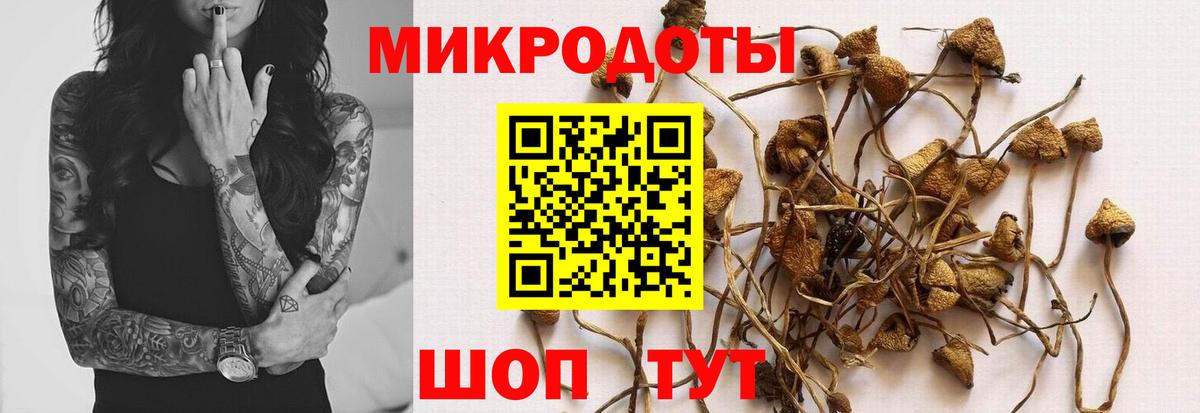 Касимов  Псилоцибиновые грибы Psilocybine cubensis  Вход с VPN 